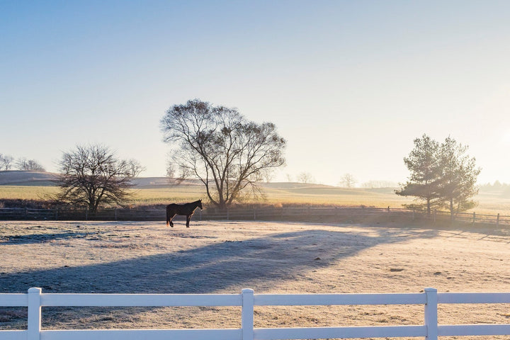 How Do I Put Weight on My Horse Before Winter?