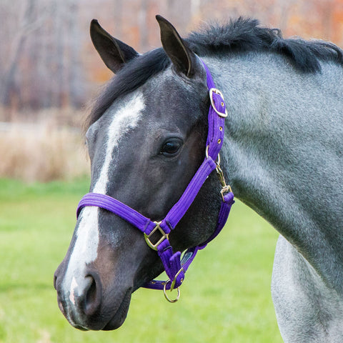 Schneiders® Dura-Tech® Cushion Web Halter
