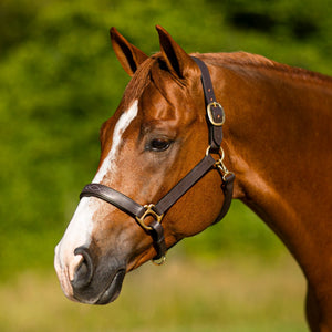 Premier Dorchester Padded Leather Halter