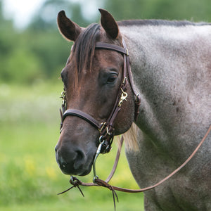 Billy Royal® Deluxe Trail Halter Bridle Combo