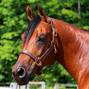 Billy Royal® Saratoga Padded Leather Halter