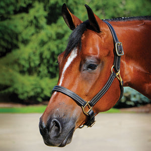 Billy Royal® Belmont Leather Halter