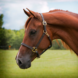 Premier Fort Worth 3/4