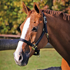 Dura-Tech® Supreme Triple Ply Nylon Halter