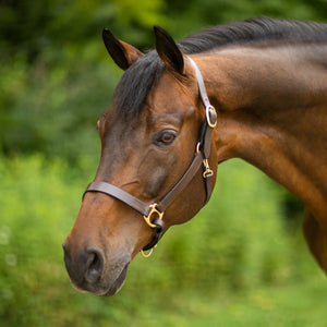 Premier Lancaster Leather Halter