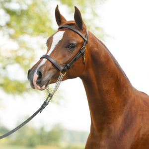 Victor Supreme Arabian Training Halter with Browband