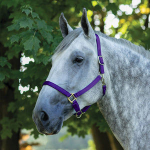 variant_image_purple