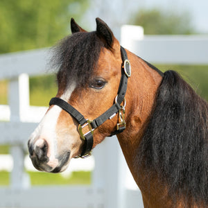 Schneiders® Miniature Horse Double Ply Nylon Halter
