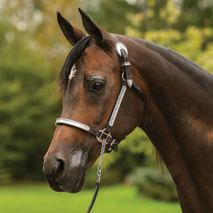 Billy Royal® Gemini Arabian Silver Show Halter for Horses
