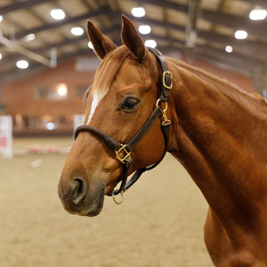 Premier Leather and Rope Control Halter