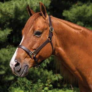 Premier Lancaster Fixed Throat Leather Halter
