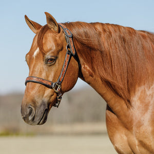 Schneiders® Tooled Leaf Padded Leather Ranch Halter