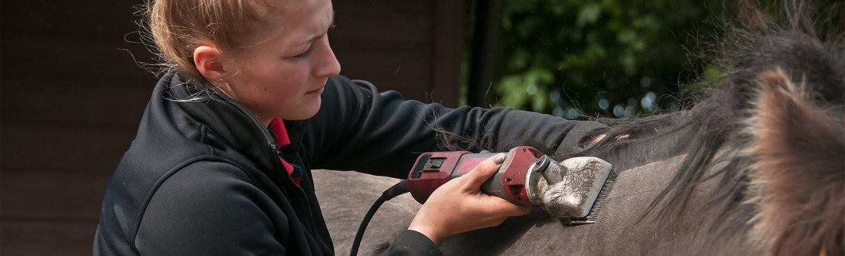 Tips & Tricks for Clipping Your Horse