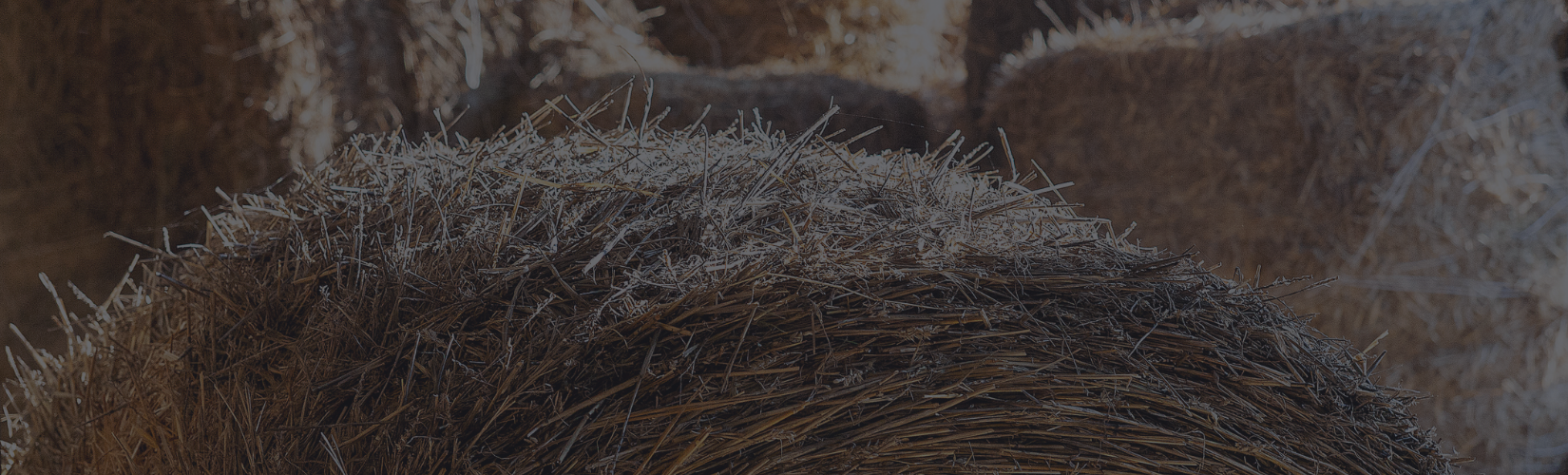 The Complete Guide to Hay Quality Testing for Horses