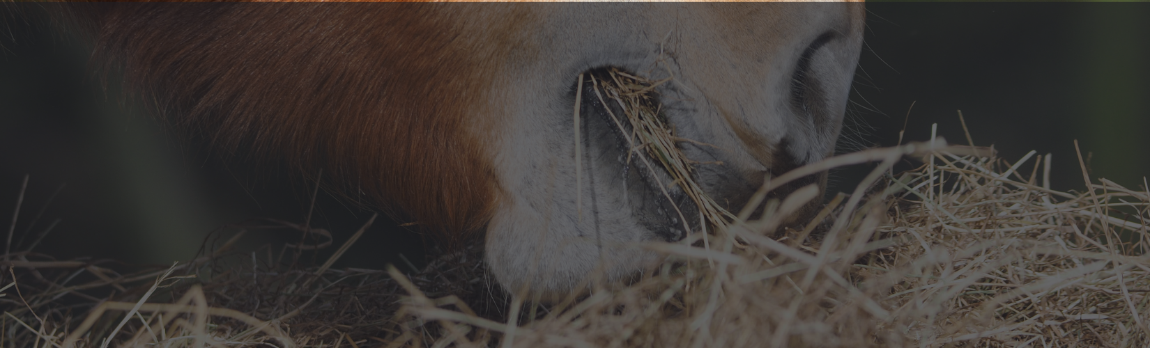 Feeding Easy Keeper Horses: Diet Tips, Hay Management & Weight Control