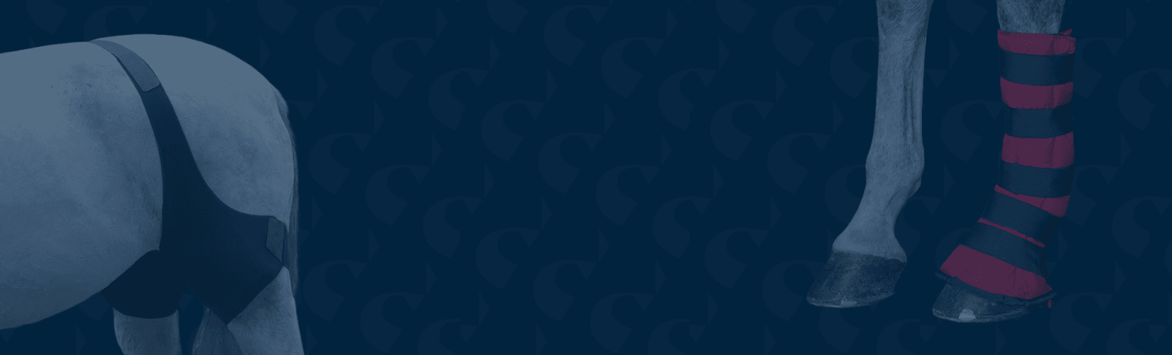 Your Complete Guide to Cold Therapy for Horses