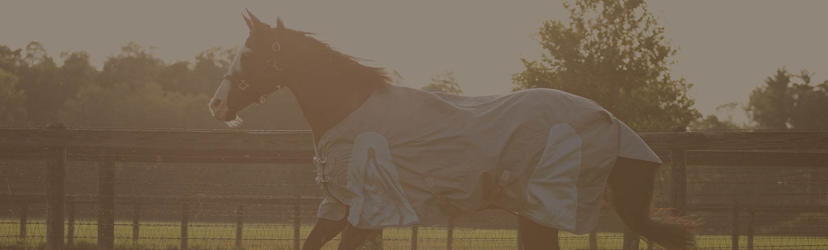 Summer Horse Turnout Challenges