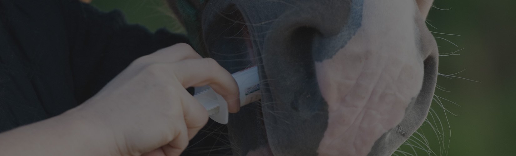 Guide to Deworming Horses