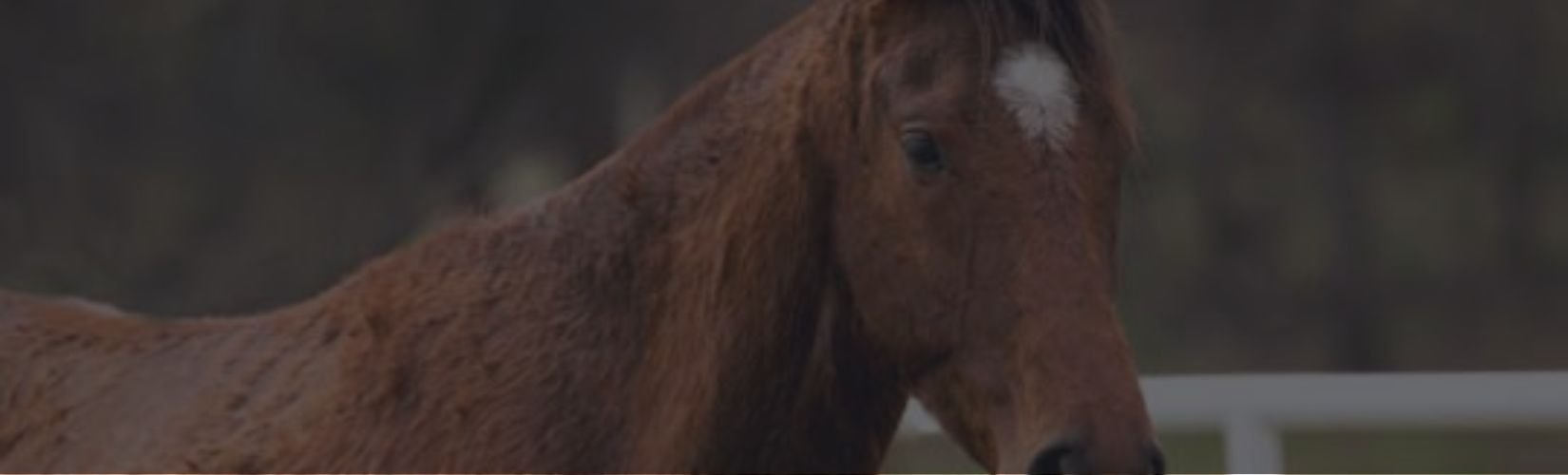 Rain Rot in Horses: Causes, Symptoms, Prevention, and Treatment