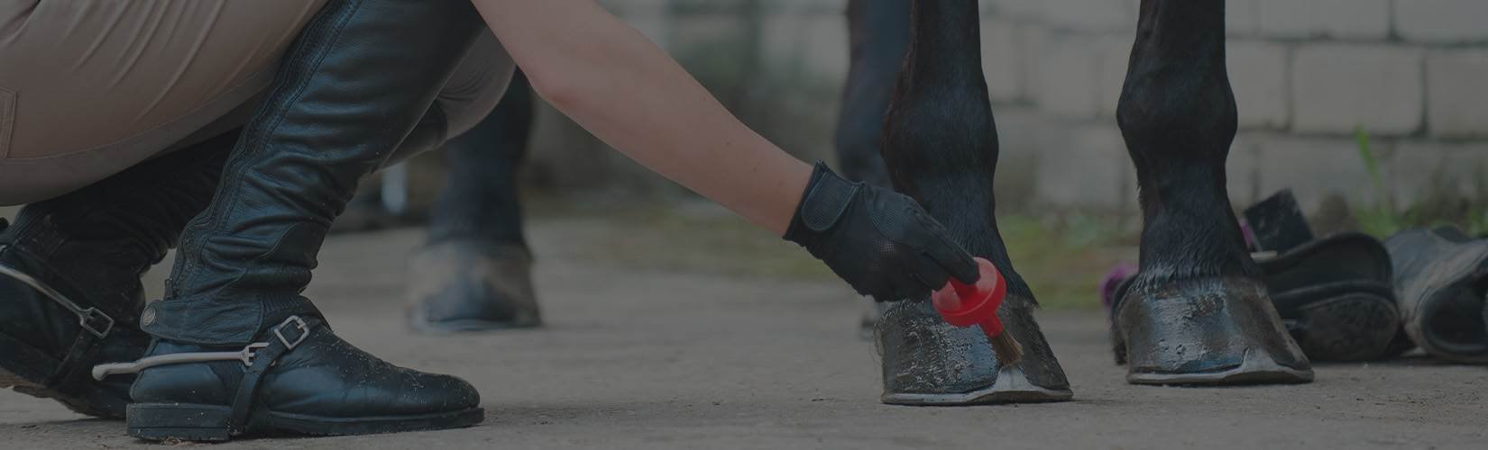 Summer Horse Hoof Care
