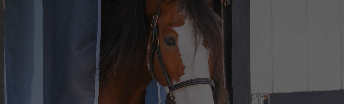 Fly Prevention for Horses and Stables