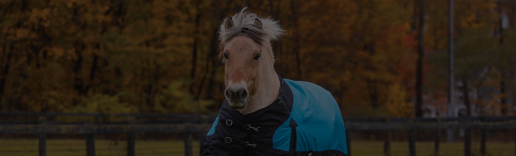 The 10 Horse Products You Need This Fall