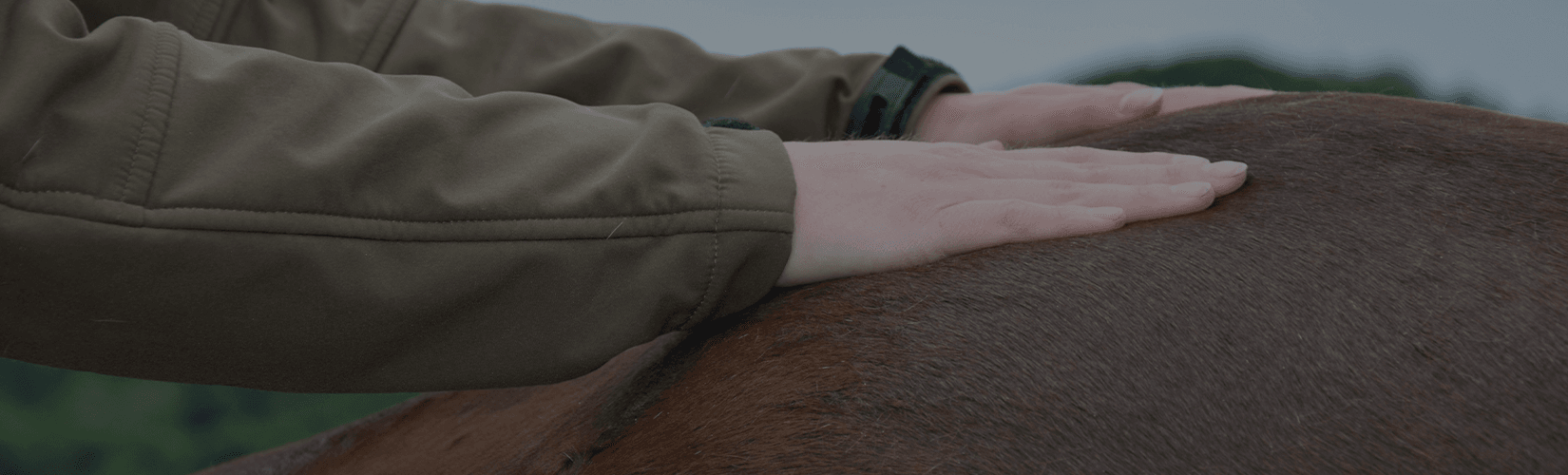 An Introduction to Massage Therapy for Horses