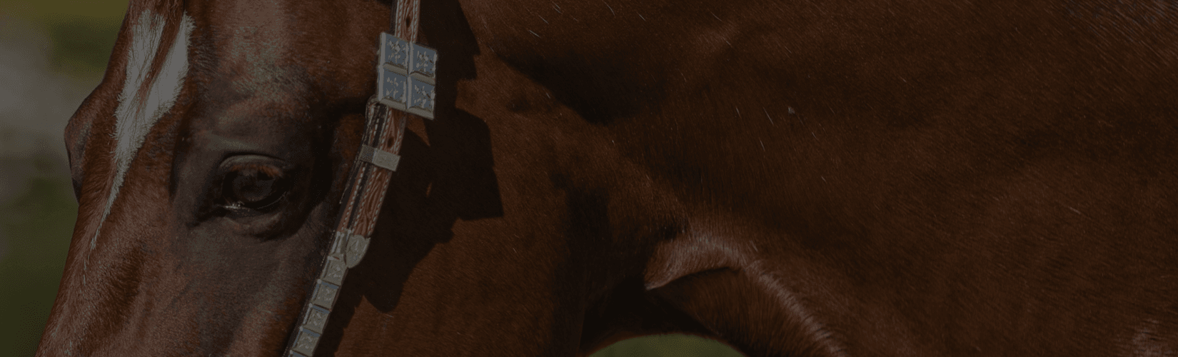 Your Guide to the Different Types of Western Bridles