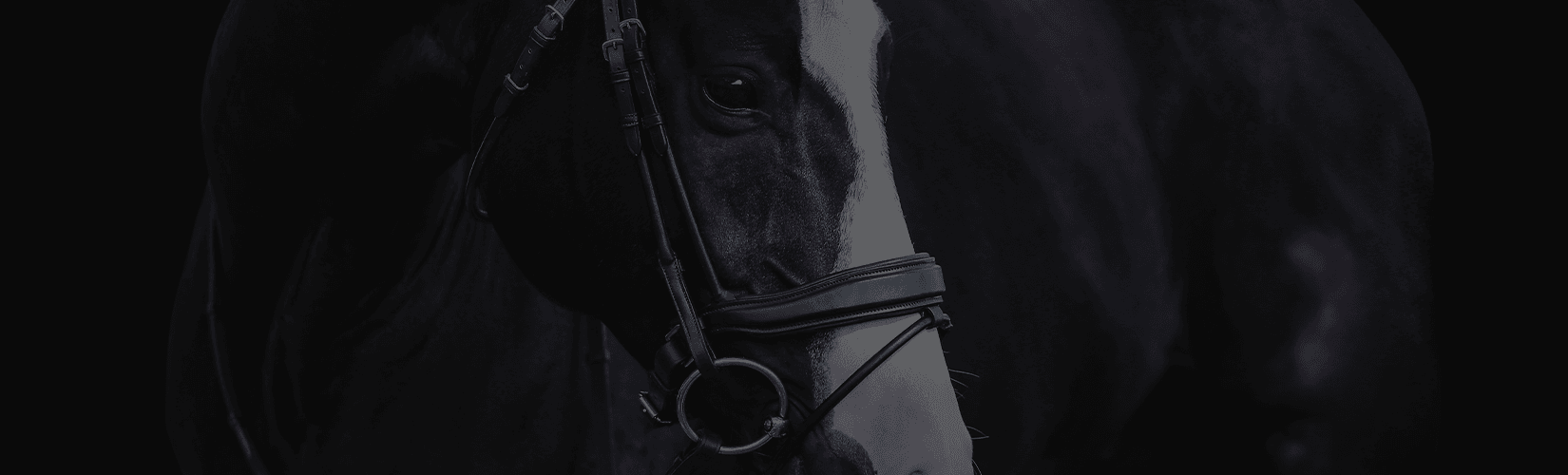 Horse Bridles 101: Types of English Bridles