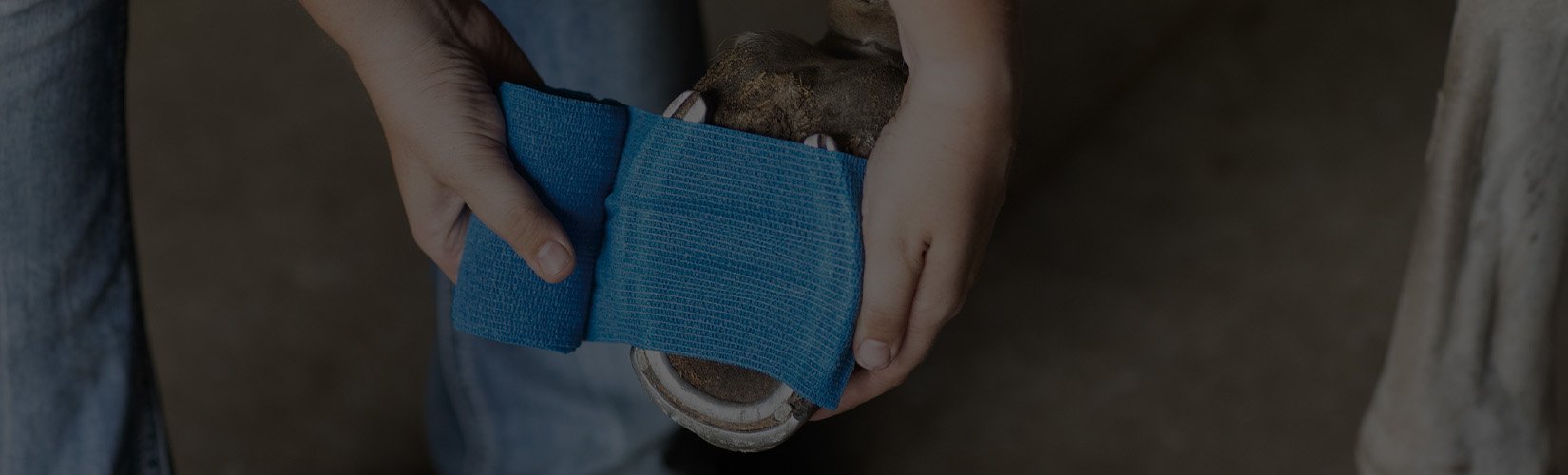 A Complete List of Horse First Aid Kit Essentials