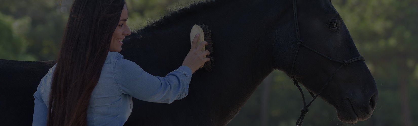 How to Groom a Horse Like a Pony Clubber