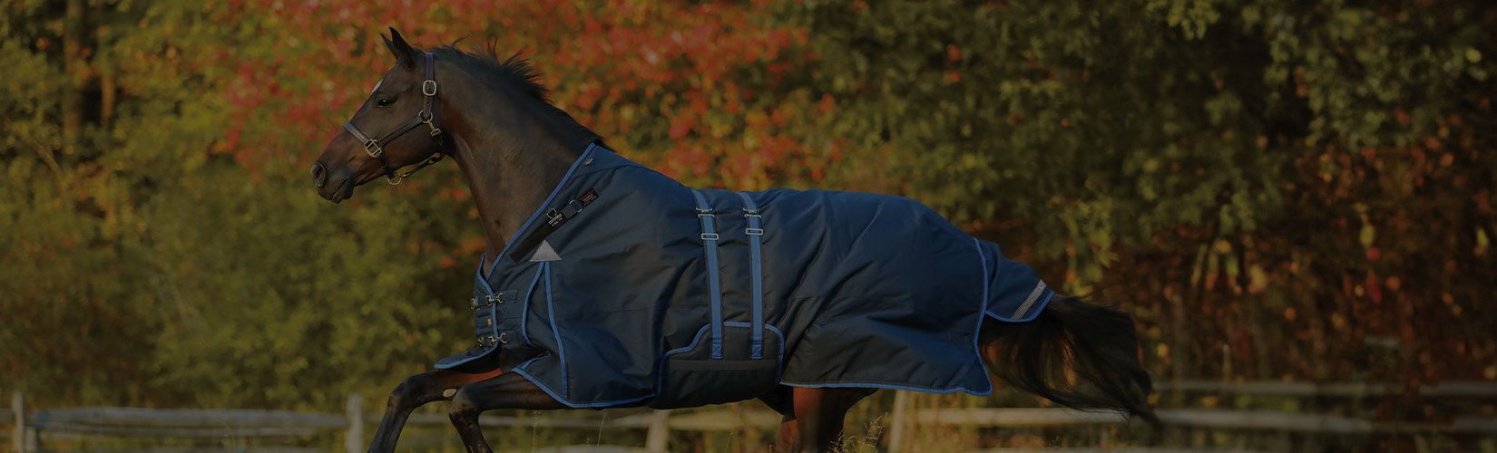 How to Measure Your Horse for a Blanket (with Size Chart)