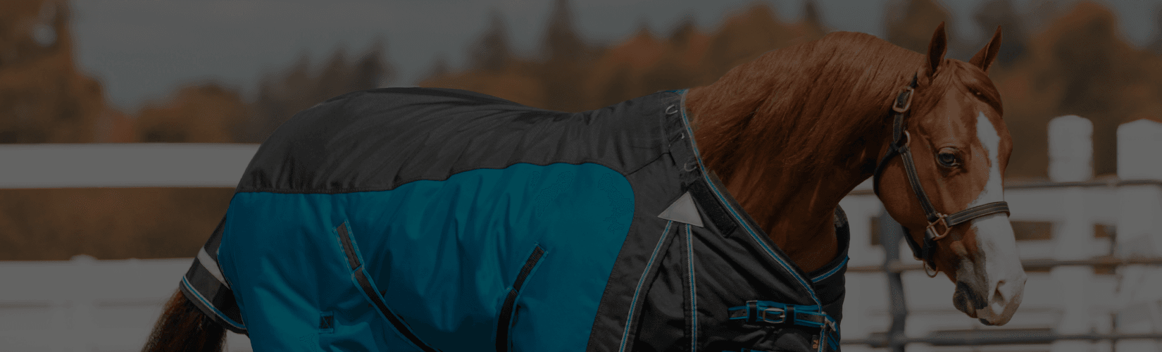 The 6 Best Blankets for Quarter Horses