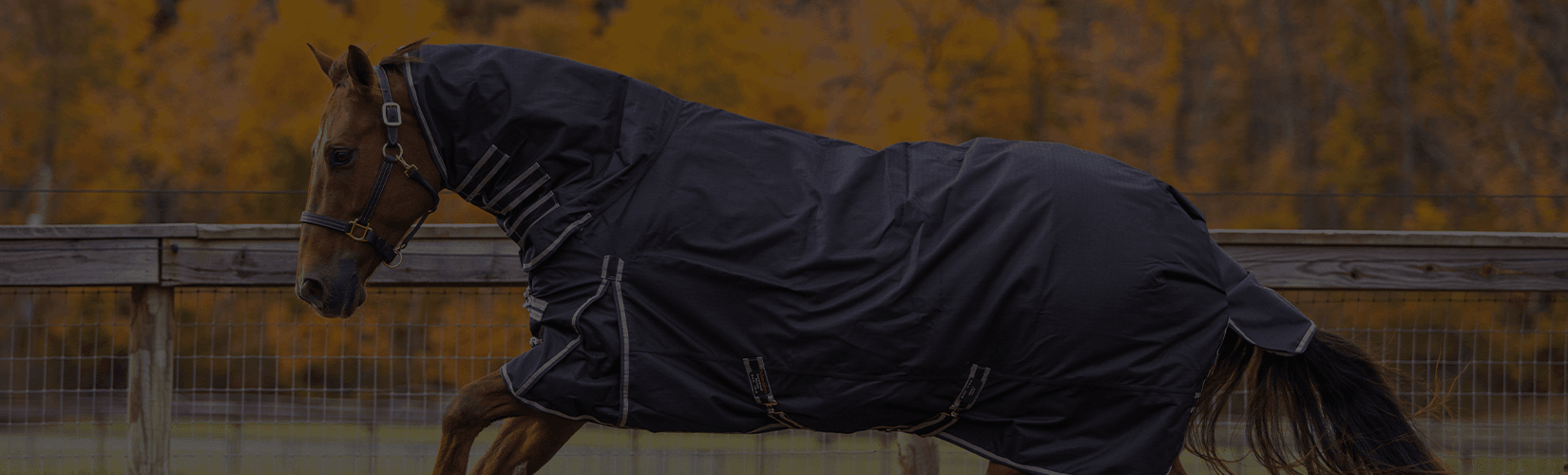 Guide to Horse Blanket Terminology