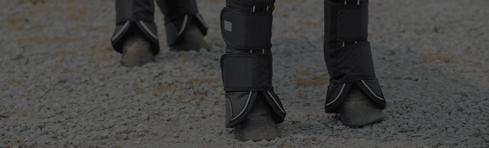 Your Guide to Choosing the Best Horse Shipping Boots and Wraps