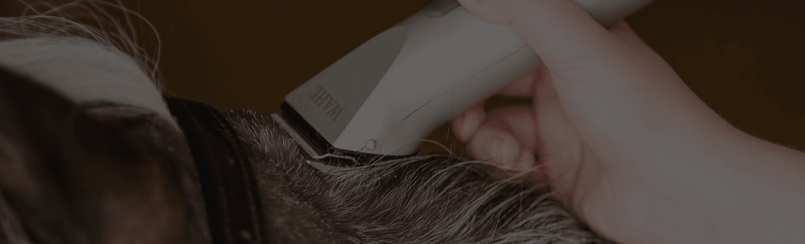 A Guide to Choosing the Best Horse Clippers