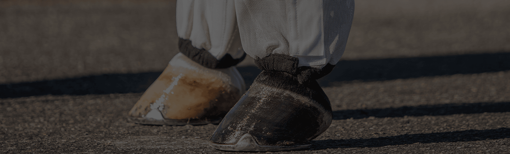 The 5 Most Durable Fly Boots for Horses