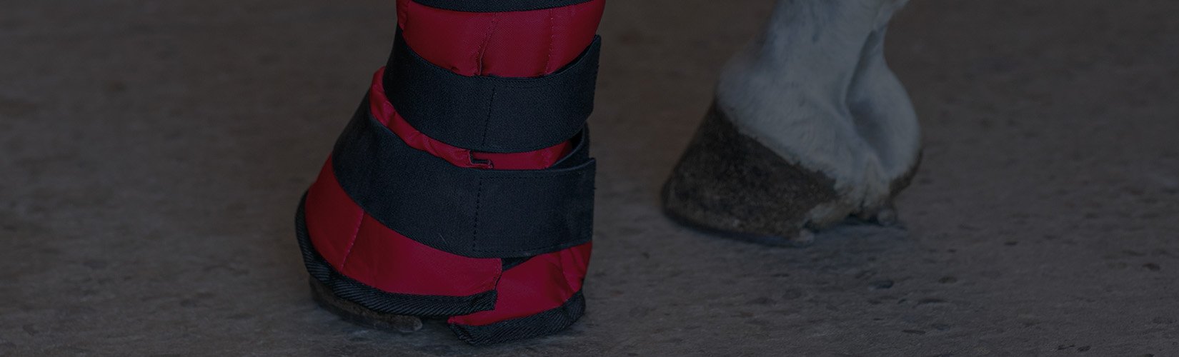 Creating a Cold Therapy Routine for Your Horse