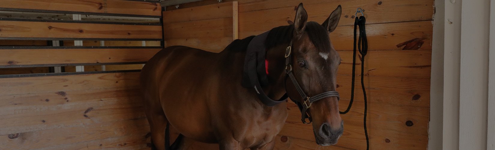 Red Light Therapy Devices for On-the-Go Treatment for Your Horse