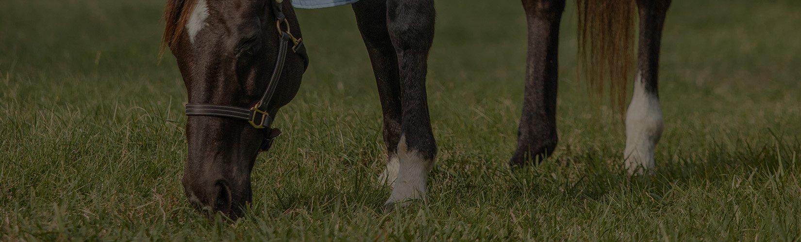 7 Pasture Feeding Supplies to Make Your Feeding Routine Easier