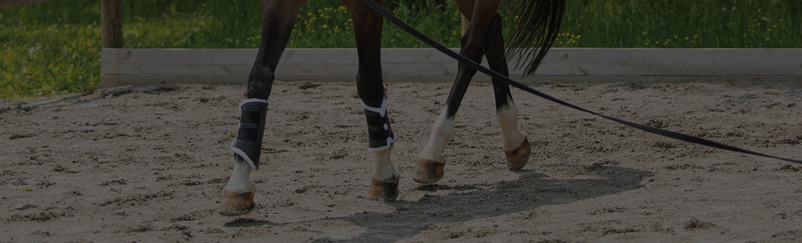 The 6 Best Horse Boots for Dressage