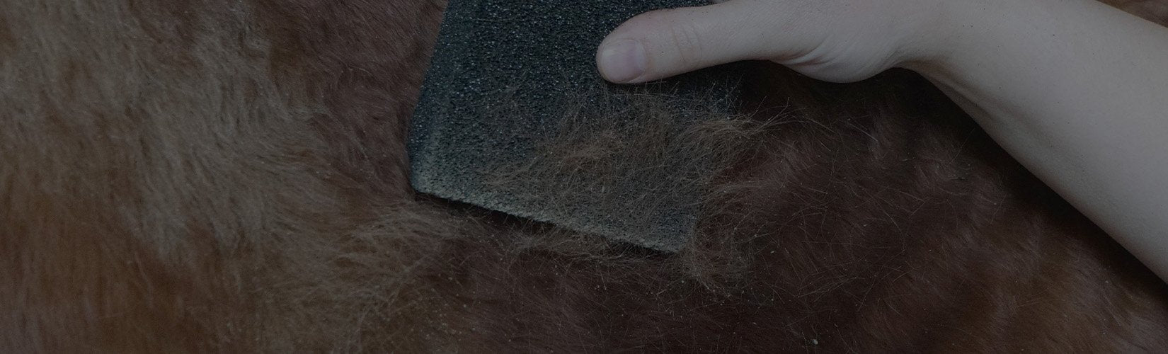The 7 Best Horse Grooming Tools for Summer