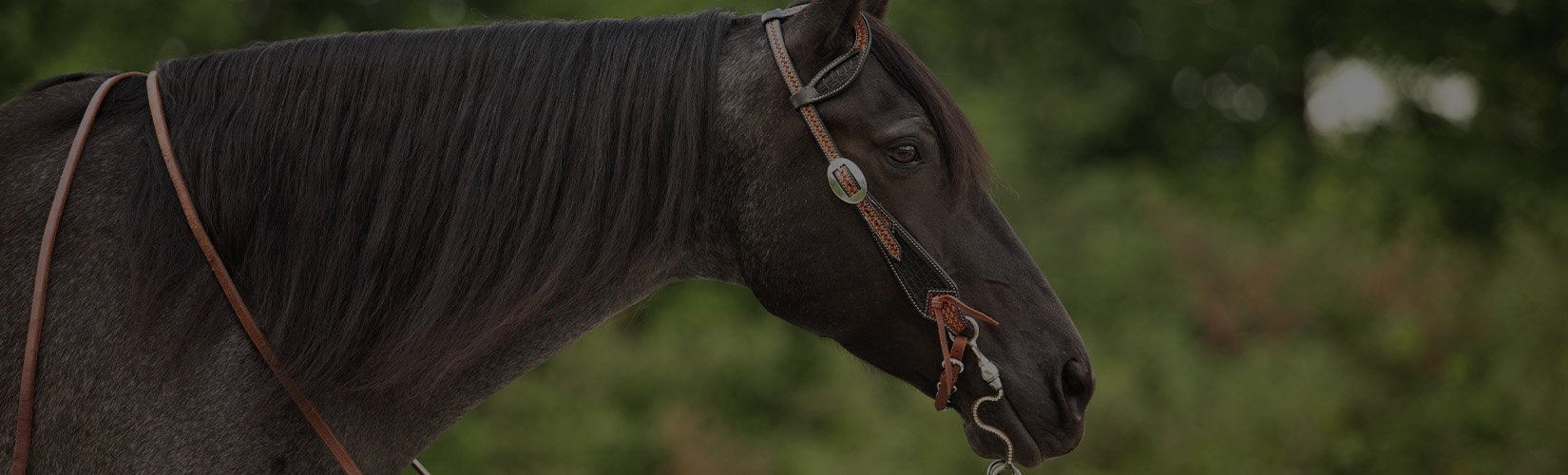 Your Guide to Choosing the Best Western Bridle