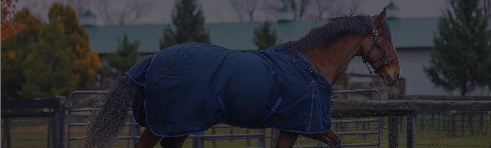 Blanketing When Raining: How to Keep Your Horse Dry and Comfortable