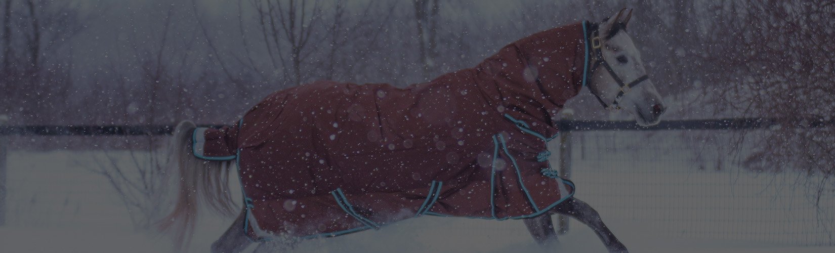 Do Horses Get Cold? What You Should Know Before Winter