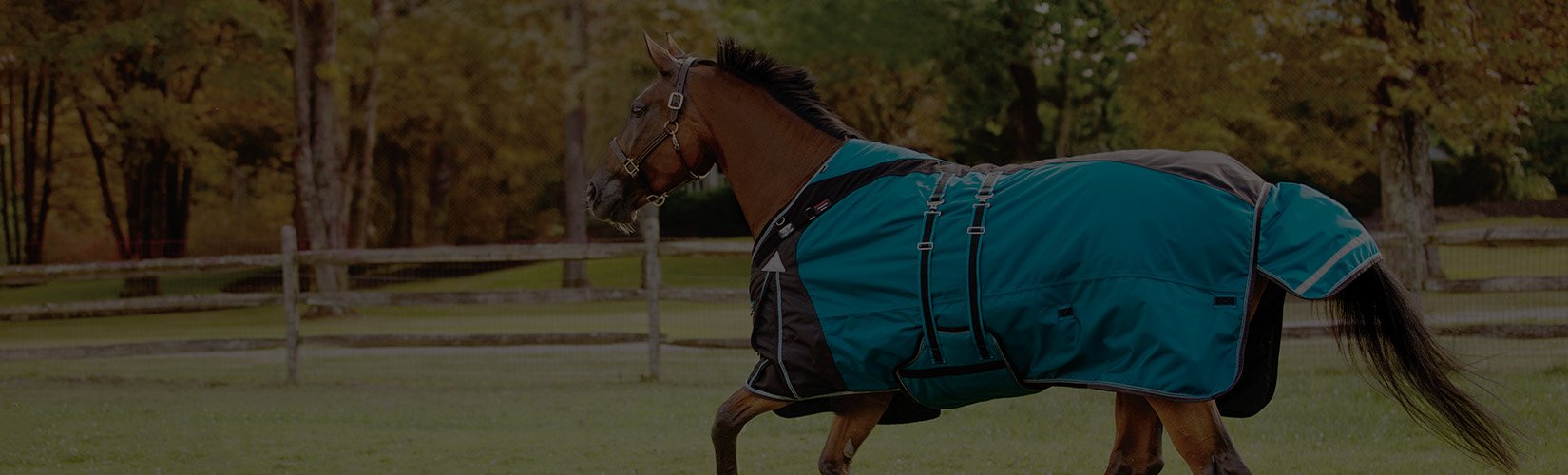 Does My Horse Need a Blanket? A Comprehensive Guide