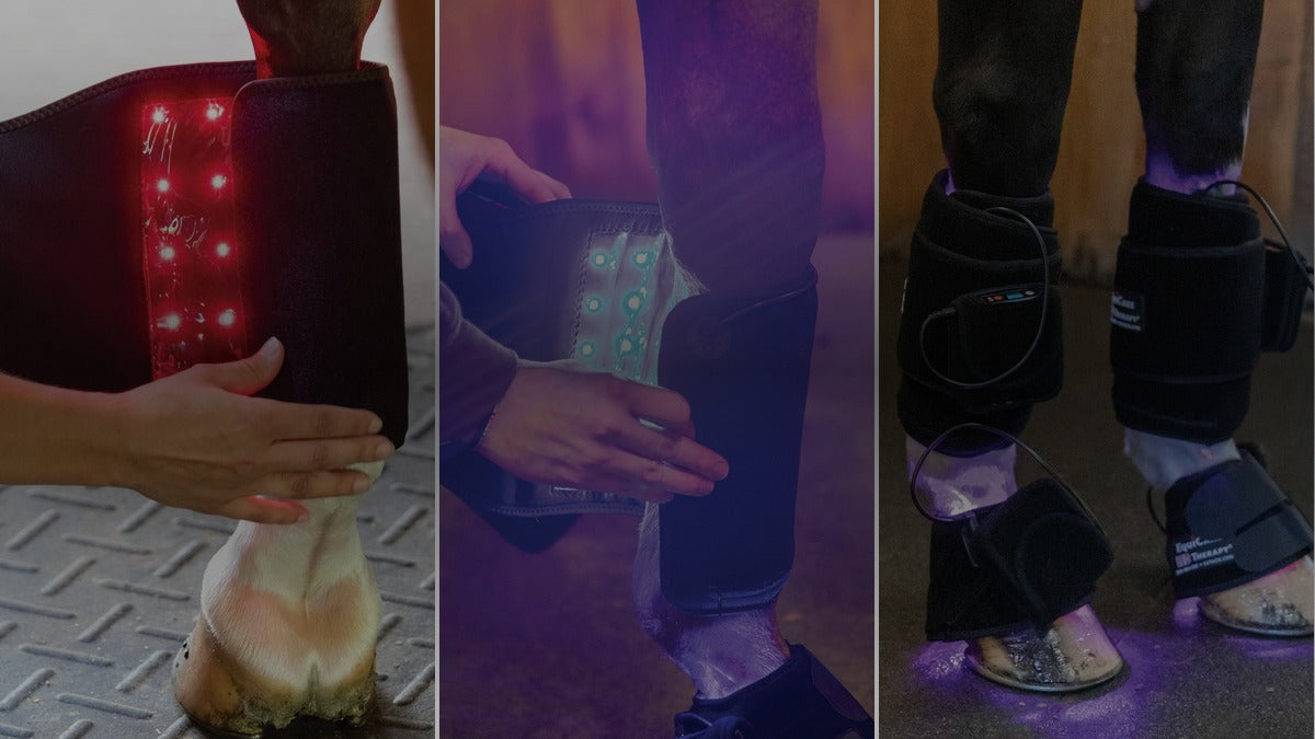 Three LED therapy wraps in use on a horse, glowing red, blue and purple
