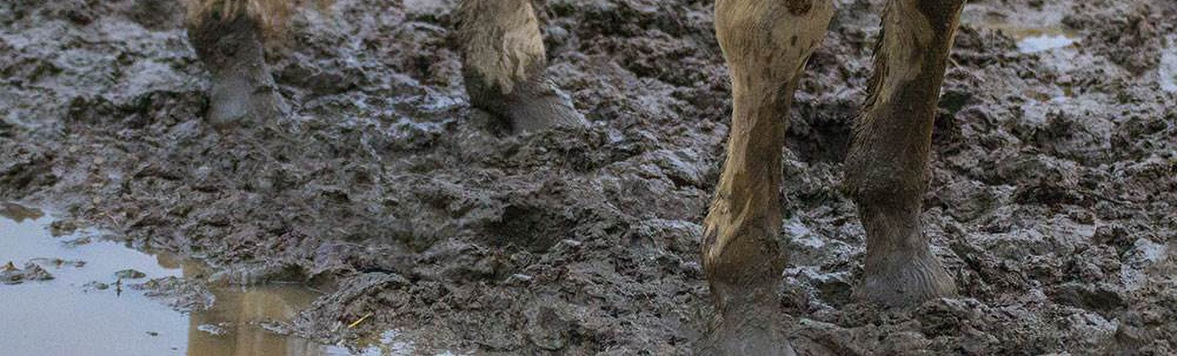 How to Deal with Muddy Pastures