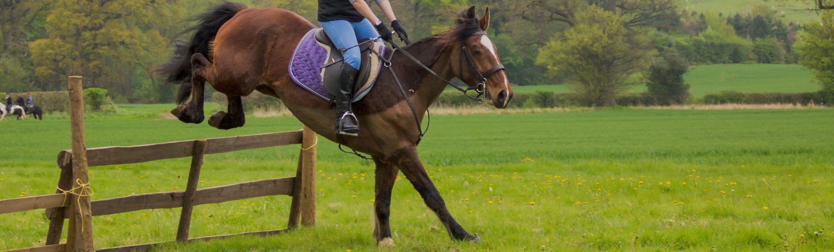 Fit Rider Basic Guide to Rider Fitness | Schneider Saddlery