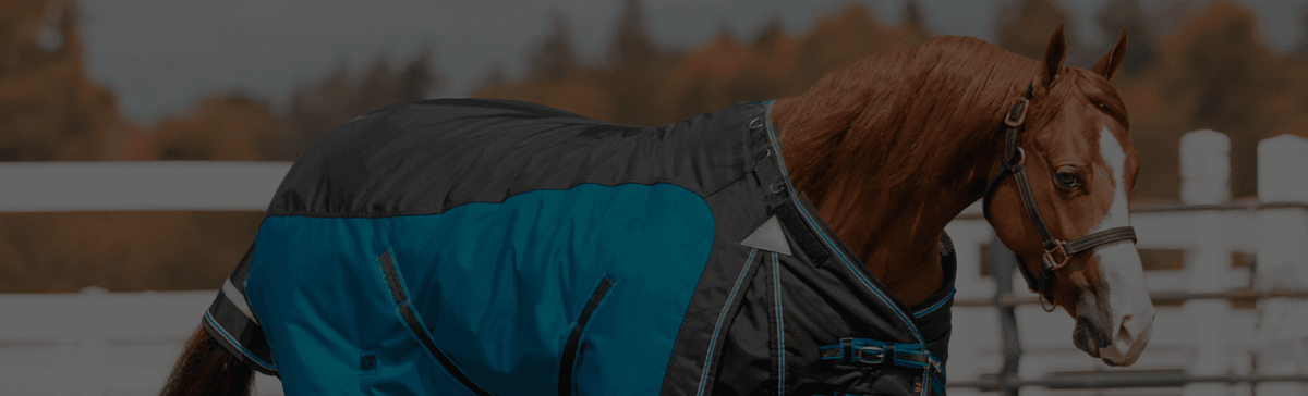 Choosing the Best Blankets for Quarter Horses